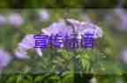 秦皇岛居民反映禁柴封灶冻哭百姓是否舍本求末